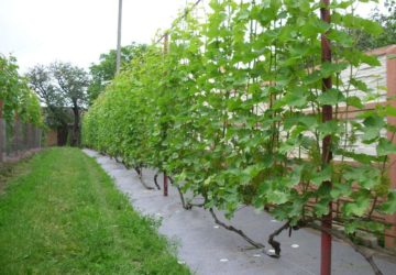 Шпалера для винограда: особенности выбора